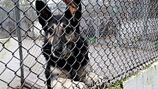 Zima bezdomnych zwierząt. Schronisko prosi o pomoc Zima bezdomnych zwierząt. Schronisko prosi o pomoc